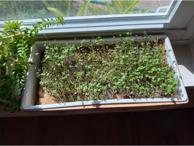 microgreens